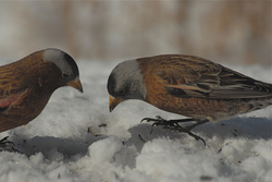 Gray-crowned-regular & Hepburn.jpg